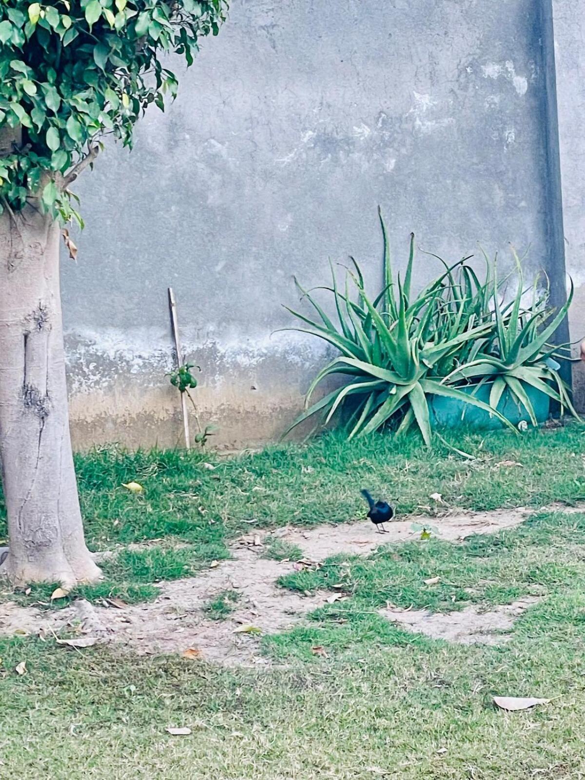 Sukoon Farm * Gurgaon