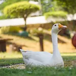 Greenwoods Farm And Resort