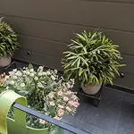 Urban Cabin