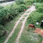 Maharaja Farms