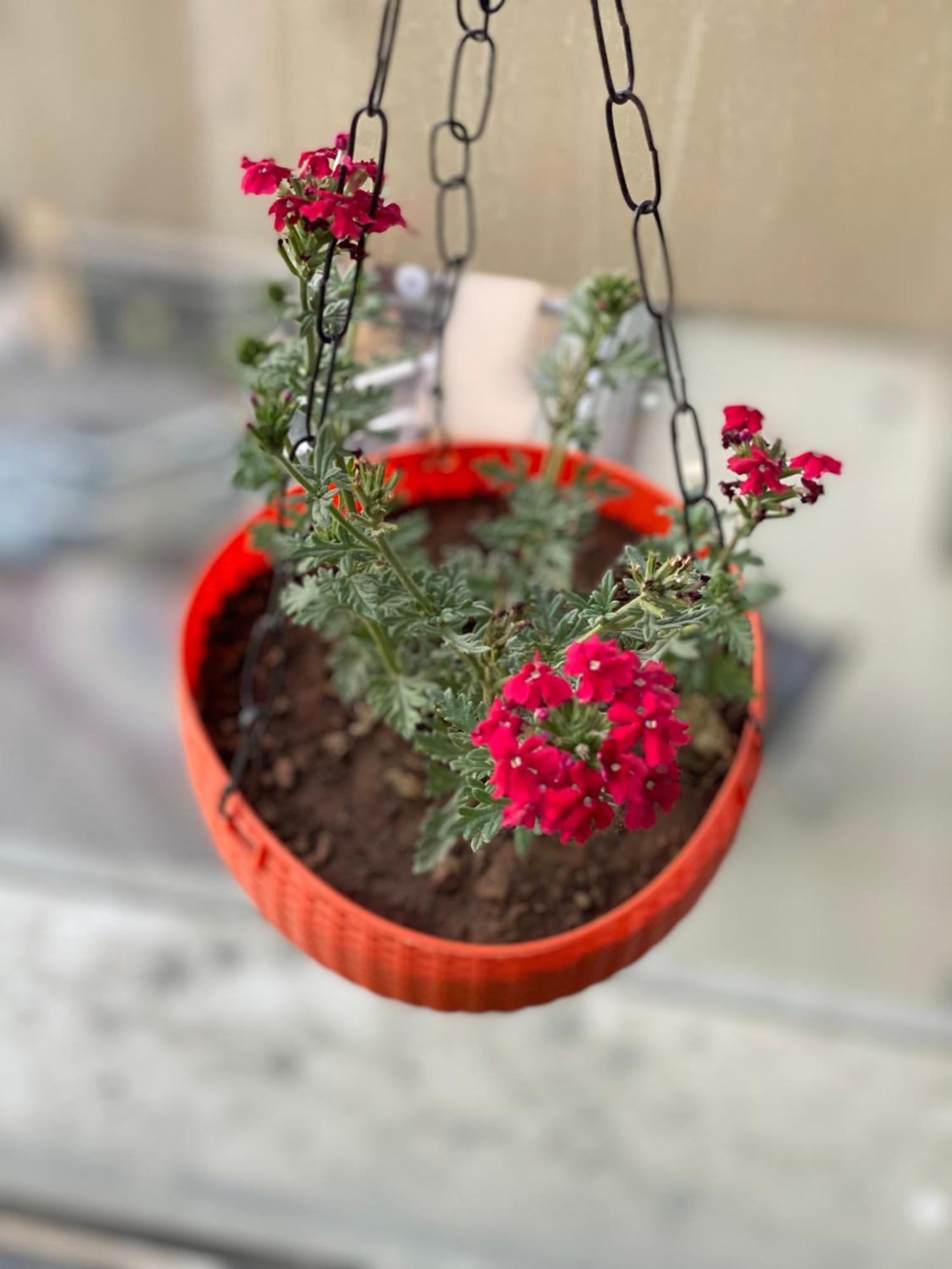 Luxury Studio With Garden Patio By Tulip Homes Apartment Gurgaon