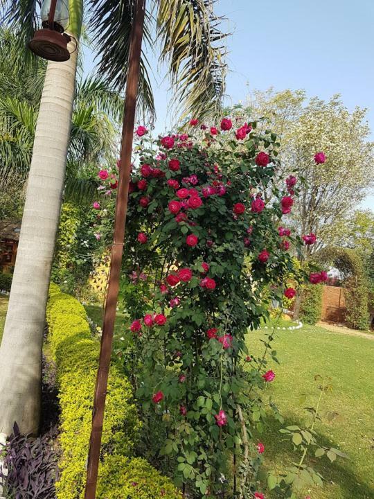 Surjivan
