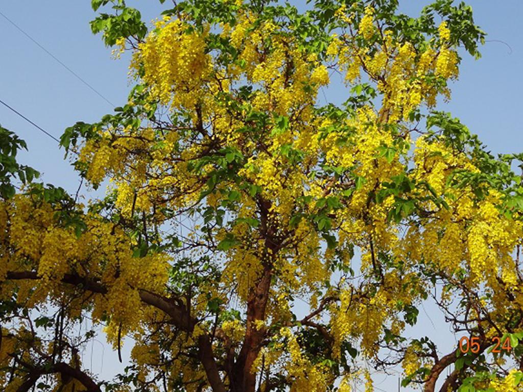 Cinnamon Homestay, Off Sohna Road Guest house